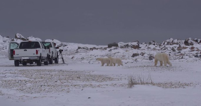 Polar bear cubs and mother approach cameraman in truck