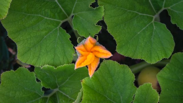 Pumpkin Flower