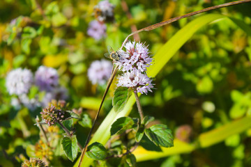 Wild mint flowers