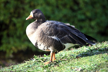White Fronted Goose (Anser albifrons) which breeds in Greenland and although now becoming endangered can be found around the coastline of the British Isles