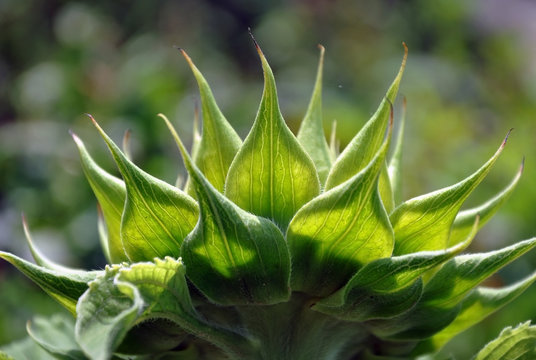 Unripe green sunflower with petals close up. Side view, vegetable background.