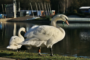 swan