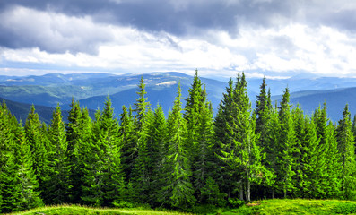 Forrest of green pine trees in mountains © Goinyk
