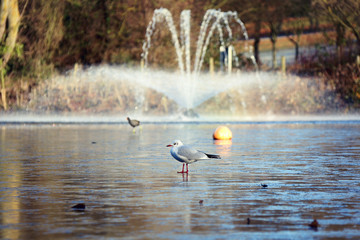 fountain