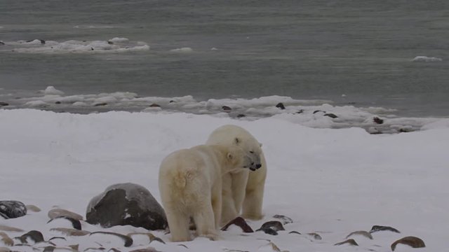 Slow motion - polar bears face off on snowy rocks on beach