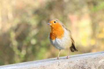robin