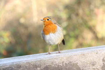 robin
