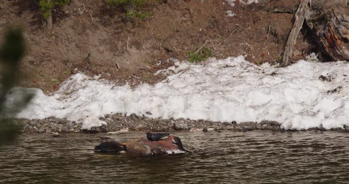 Raven feeds frantically from a dead bison carcass in Yellowstone river