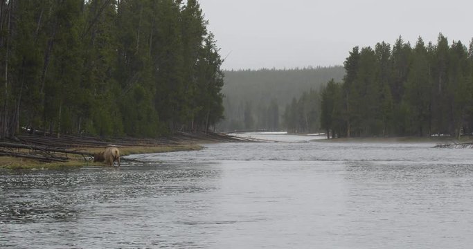 Medium elk wades in wide river in Yellowstone on a rainy day with trees