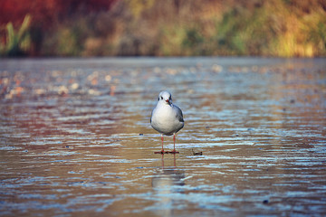 bird