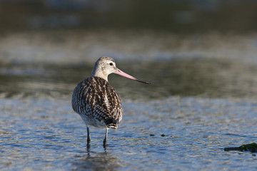 オオソリハシシギ(Bar-tailed Godwit)