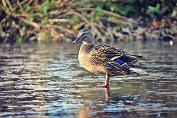 duck