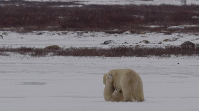 Slow motion - snow falling on polar bears wrestling on icy pond