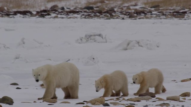 Mother polar bear leads cubs briskly away from threat over snowy boulders