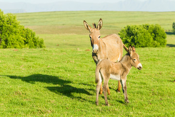 Donkey Newborn Foal Farm