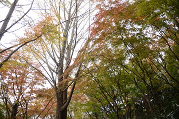 獅子舞の紅葉　晩秋
