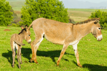 Naklejka na ściany i meble Donkey Newborn Foal Farm