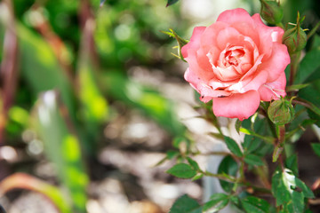 pink rose in the garden