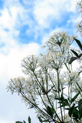 Small white flowers on background of the sky