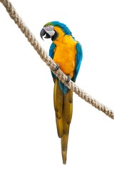 A blue and yellow macaw sitting on a rope isolated on white background