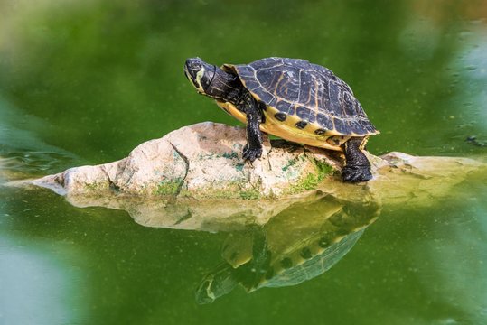 A red eared turtle basking on a rock in the middle of a pond