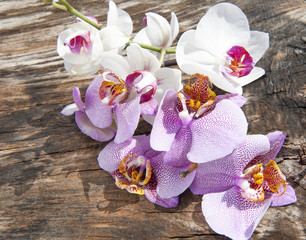 a colorful orchid