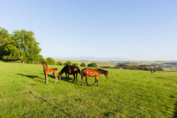 Horses Newborn Foal farmlands scenic mountain landscape.