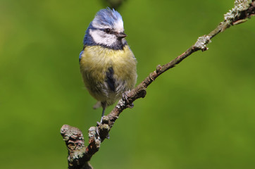 Obraz premium Blaumeise im Garten