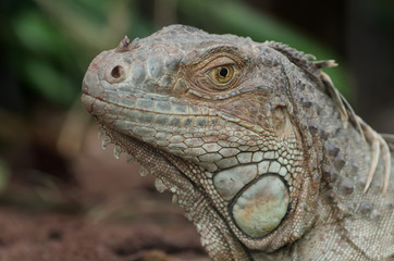 Obraz premium Grüner Leguan