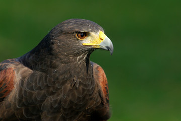  Wüstenbussard