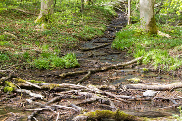 Selketal-Sieg Harz unberührte Natur
