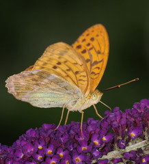 Kaisermantel auf einem Schmetterlingsflieder,