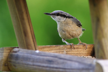 Kleiber im Vogelhaus