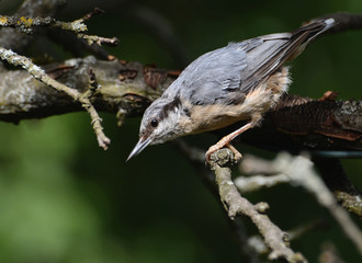 Kleiber im Garten