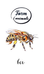 Small bee with honey on paw