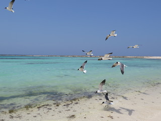 gaviotas al vuelo