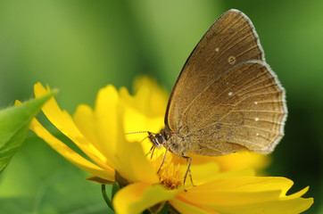 Brauner Waldvogel im Garten