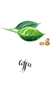 Green leaves of coffee and coffee beans
