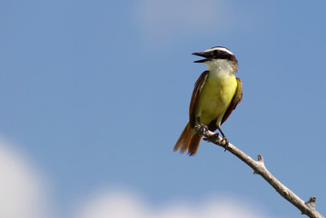Schwefeltyrann