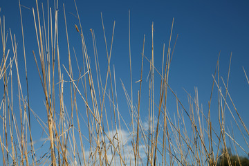 Dry grass over blue sky