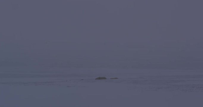 Polar bear and cub emerges from behind esker at dusk
