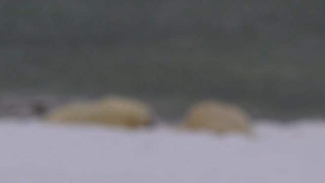 Rack focus through snow flakes to sleeping polar bears on beach