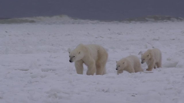Slow motion - polar bear family on sea ice with giant waves