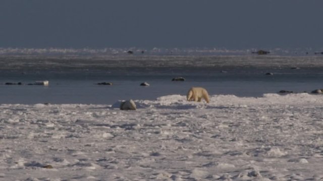 Polar bear walks along frozen shore of icy sea on sunny day