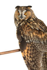 Naklejka premium owl