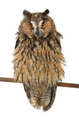 Fototapeta premium owl