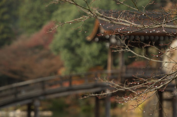 雨上がり　枝のしずく　素材背景