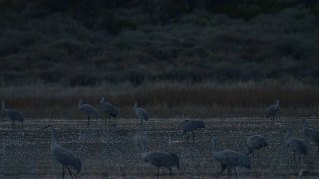 Sandhill Cranes Feed in Morning Dusk Light