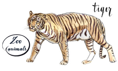 Staying striped tiger