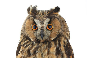 portrait owl